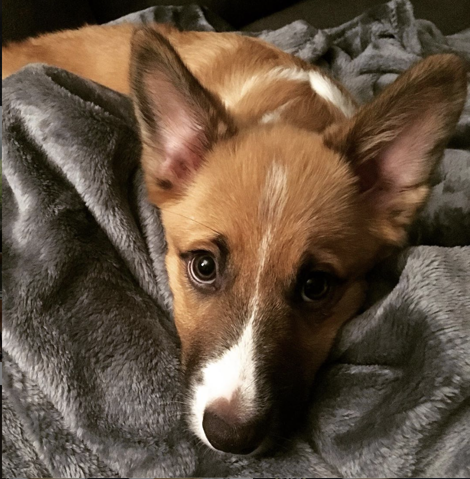 adorable corgi puppy